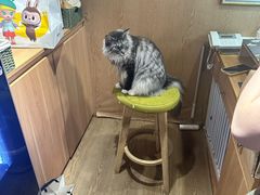-MOCHA明星猫咖(田子坊店)