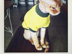 -猫咖时代(中山亭店)