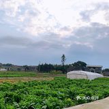 打卡美丽新农村
