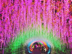 -大塘金香草谷
