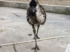 -栾川竹海野生动物园