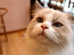 -猫咪派对(江南西店)
