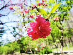 -顾村公园