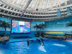 -海合安成都极地海洋公园