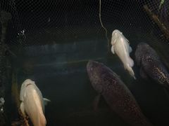 -蓝湾碧波·老字号·疍家非遗海上餐厅