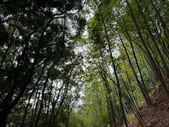 -神光山国家森林公园