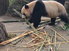 -都江堰中华大熊猫苑