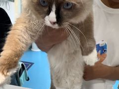 -宠颐生宠物医院·异宠猫科内科·诊疗中心宠巢店