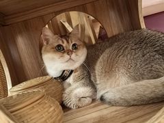 -MOCHA明星猫咖(田子坊店)