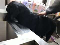 -翊宠yipet猫狗购宠庄园犬舍•猫舍