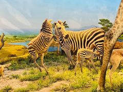 -国家自然博物馆