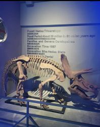 -恐龙探索乐园(磁器口店)