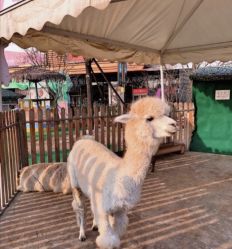 -萌宠亲子动物乐园(槐房万达店)