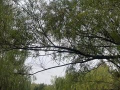 -上海滨江森林公园