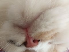 -MOYOYO猫咪咖啡店