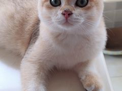 -派多格宠物·购宠(靛厂路店)