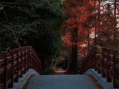 -上海滨江森林公园