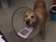 -瑞鹏瑞爱宠物医院·全科·猫科·血液透析中心(龙头寺店)