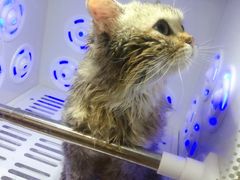 -PETKIT小佩宠物·低压洗护(国顺东路店)