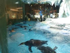 -帝企鹅自助餐厅•儿童岛•真企鹅(长隆企鹅酒店)