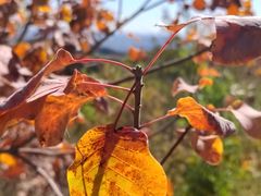 -北京西山国家森林公园