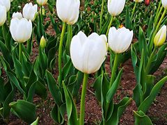 -长春公园(普阳街道)