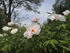 -洛阳市隋唐城遗址植物园