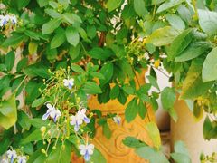-一朵花事咖啡厅(山原色民宿店)
