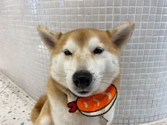 -柴务处·柴犬主题狗咖