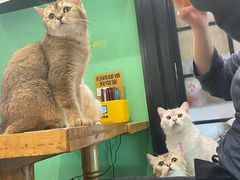 -猫色咖啡·猫咖