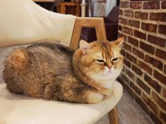 -猫咪咖啡·猫咖(万达广场店)