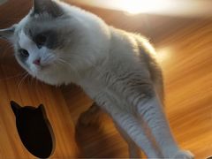 -喵百万·布偶·蓝金金渐层英短·猫舍(百子湾店)