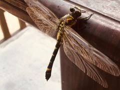 -祁门牯牛降观音堂风景区