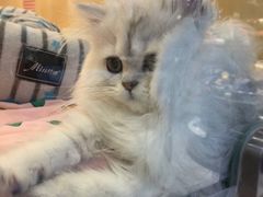 -momokira米努特·德文卷毛猫·棉花面纱犬