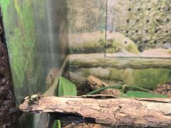 -上海大自然野生昆虫馆(东方明珠·爬宠昆虫探索中心)