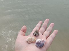 -东郊椰林