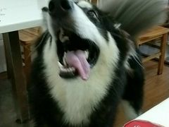 -汪星球宠物生活馆