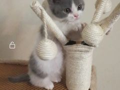 -喵zoo家庭繁育猫舍(尖东智能花园店)