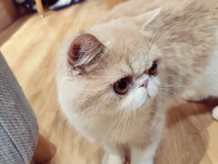 -滚猫咖啡·猫咖·猫友好撸猫(未来城店)