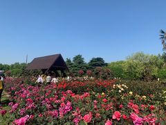 -上海滨江森林公园