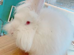 -飞行喵MR PILOT|猫舍·猫咖(静安大融城店)