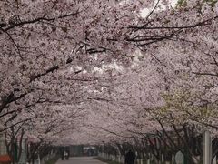 -高东镇樱花园