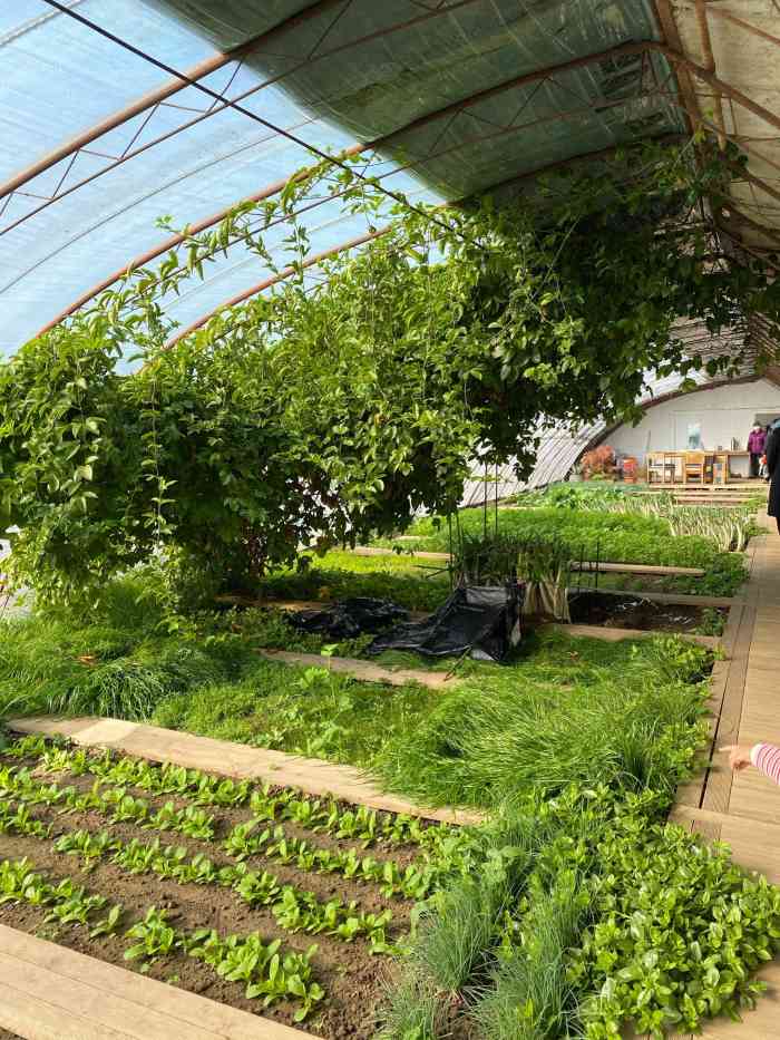 禧园joyous garden·禧农场-"去朝来森林公园之前在对面的禧园转了一