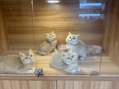 -猫十亿·布偶金渐层·曼基康矮脚猫舍(青年路店)