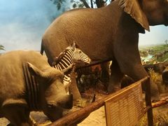 -陕西自然博物馆