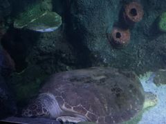 -悉尼海洋生物水族馆