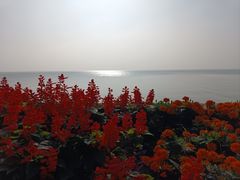 -贡湖湾湿地公园