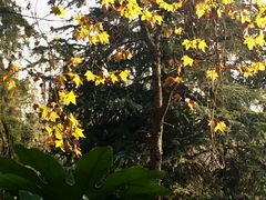 -菊花台公园