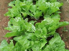 -小玲农家柴火饭店