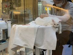 -momokira米努特·德文卷毛猫·棉花面纱犬